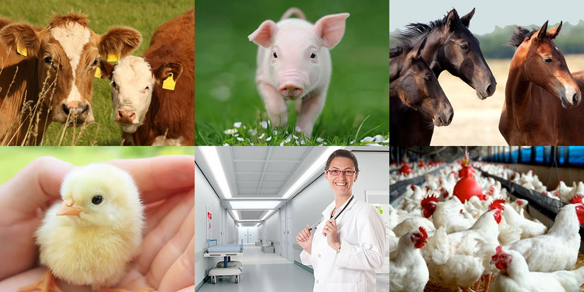Farm bio-disinfection, animal bio-security antibacterial, antiviral