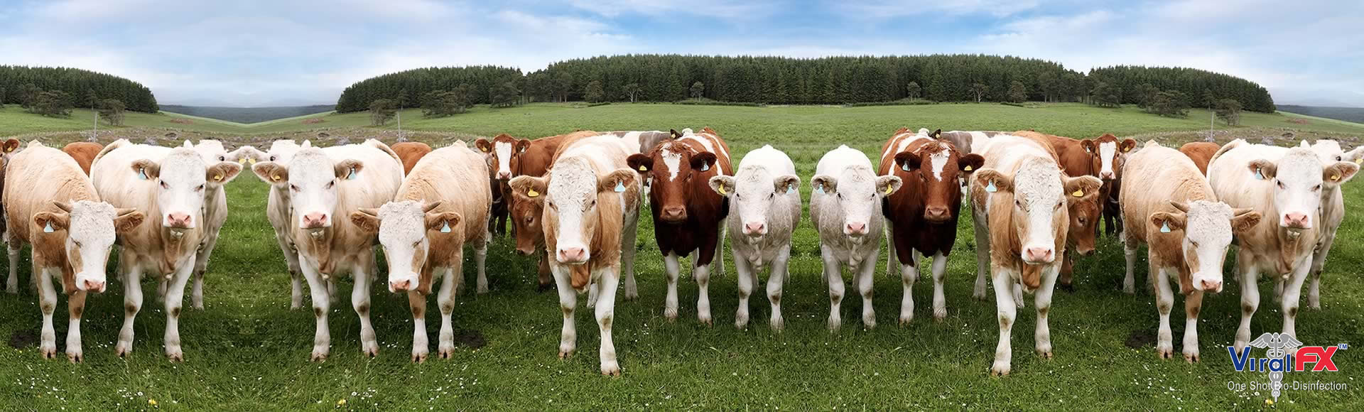 bovine-care-1