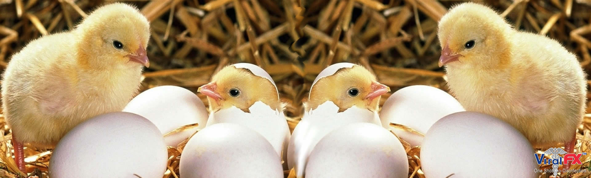 chicks