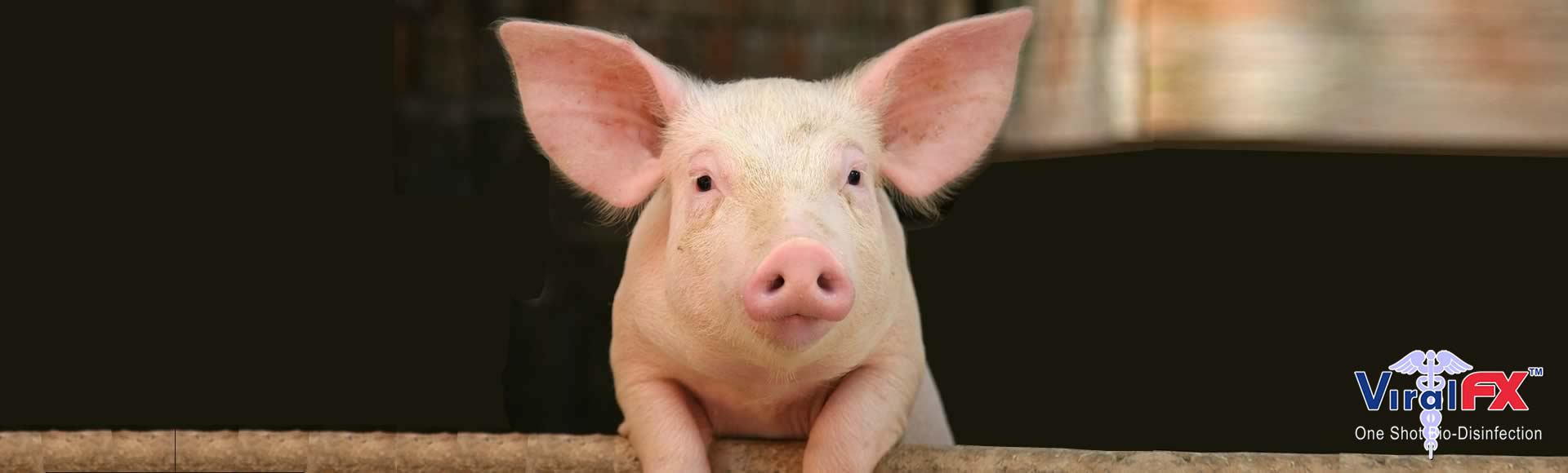 swine-care-3